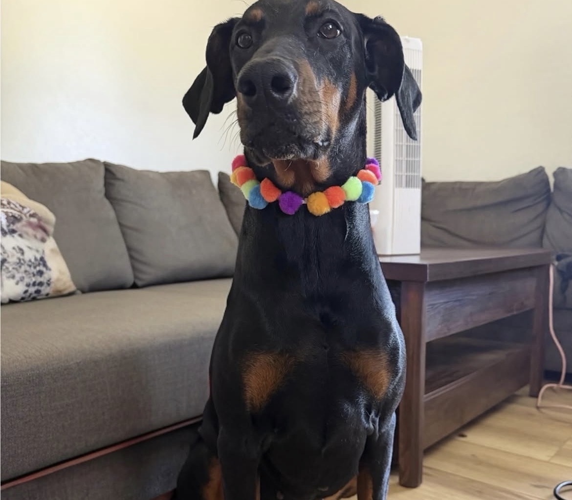 Past pup groomed by Michele