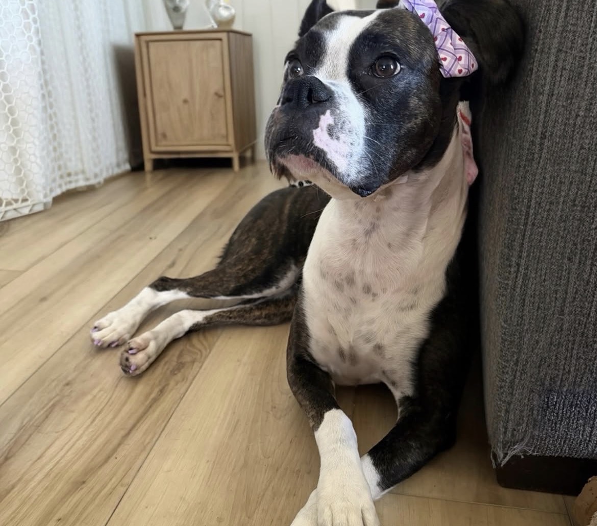 Past pup groomed by Michele